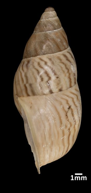 Media type: image;   Malacology 160197 Aspect: lateral